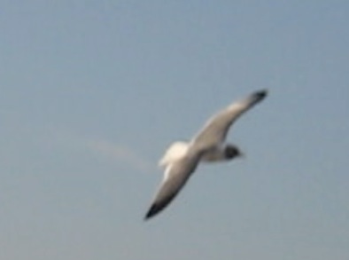 Birds!